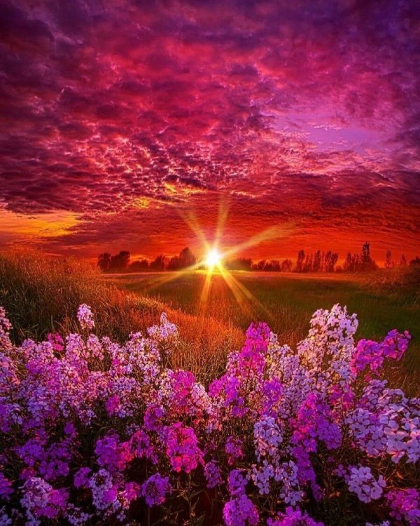 сиреневый рассвет