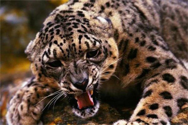оскал леопарда