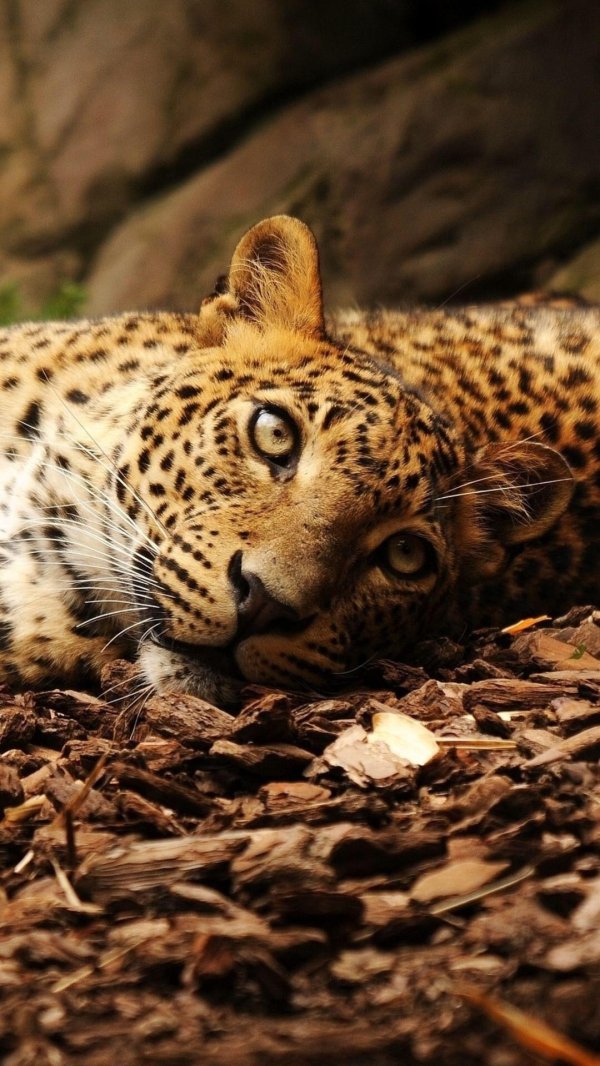 ягуар млекопитающее