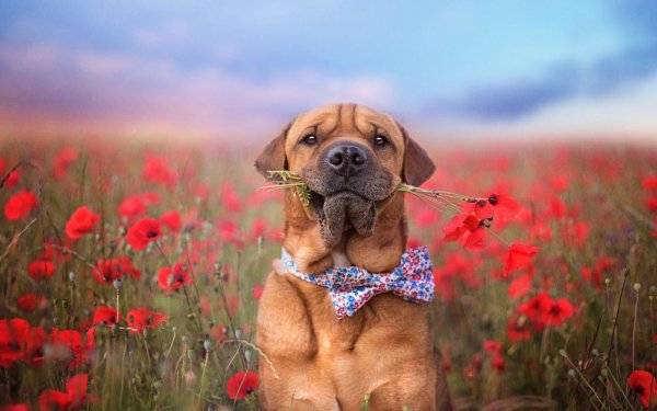 порода собак бурбуль