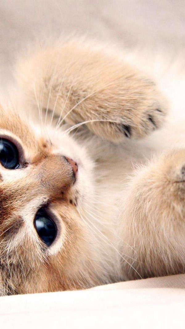 котики милые