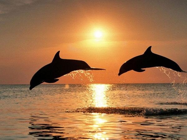 море дельфины