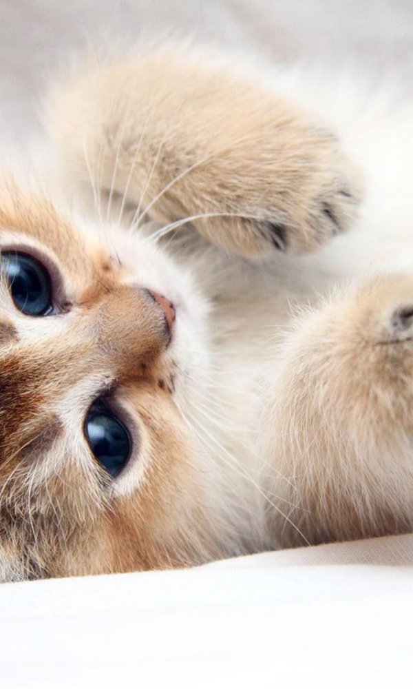 котёнок милый