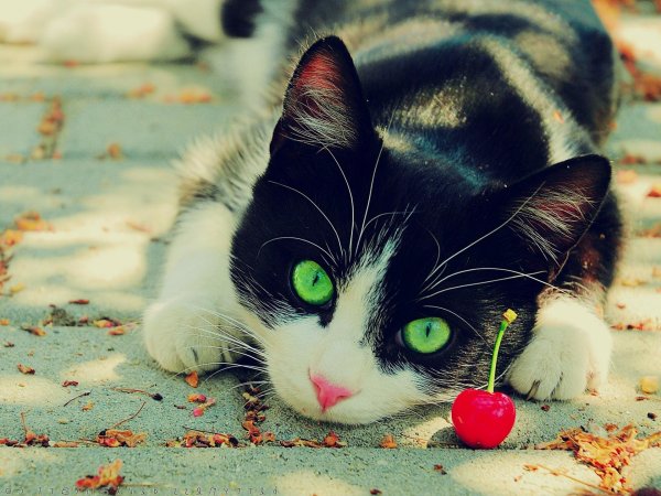 зеленоглазая кошка