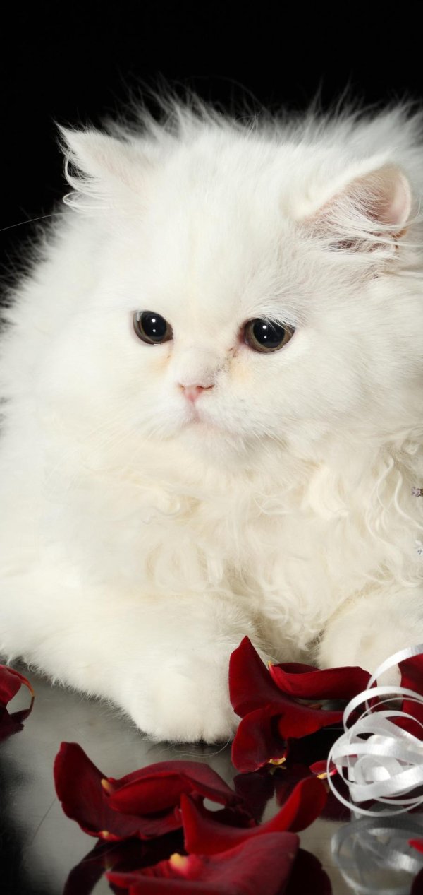 красивая кошечка