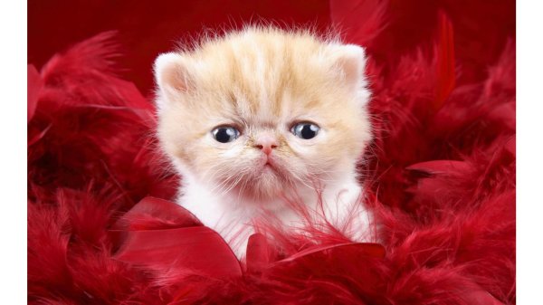 котенок милый