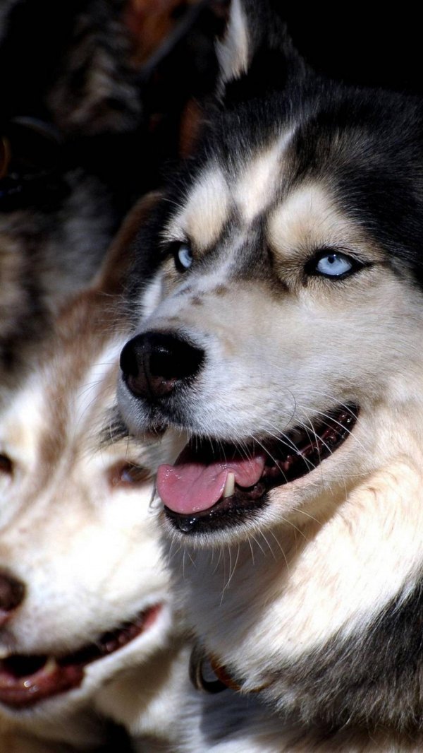 аляскинский маламут