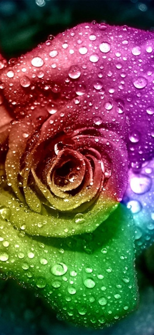 разноцветная роза