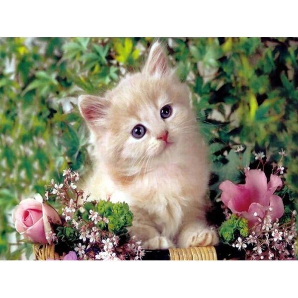 очаровательные котята