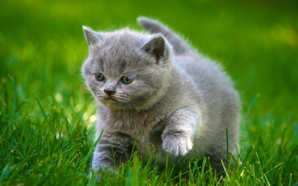 котенок британец серый