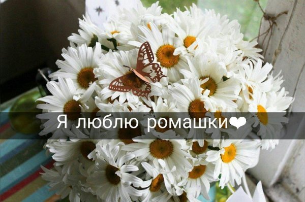 большие ромашки