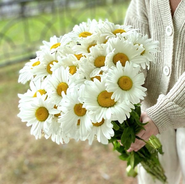 ромашка крупная