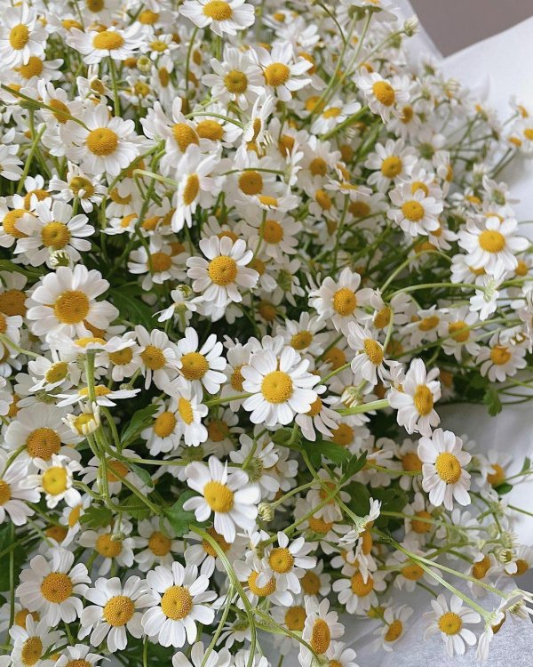 ромашка танацетум