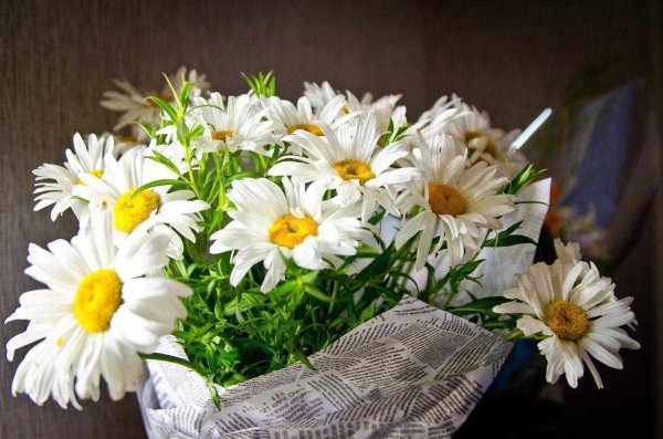 с ромашками