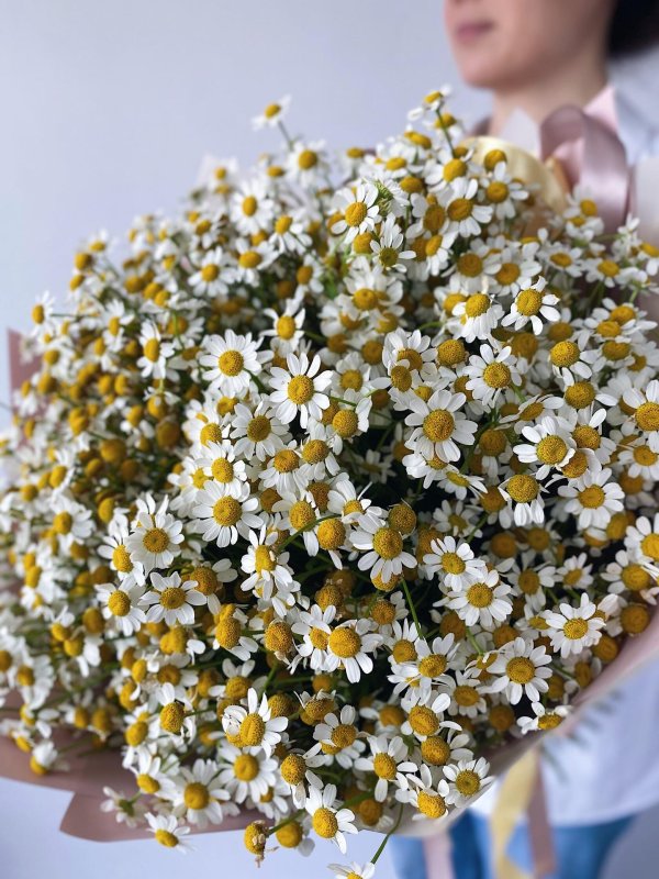 ромашка кустовая