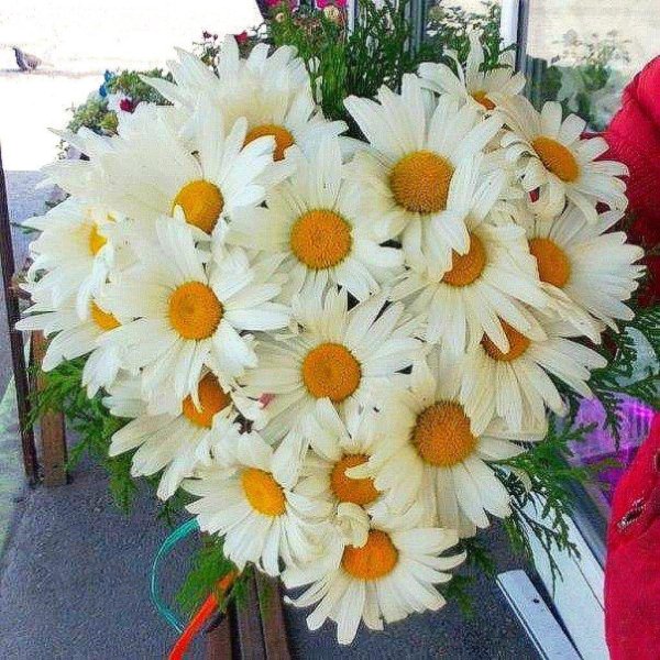букетище ромашек