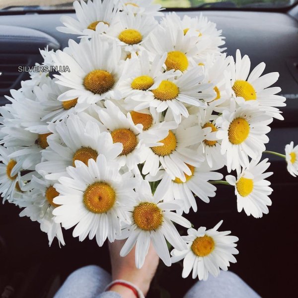 ромашка крупная