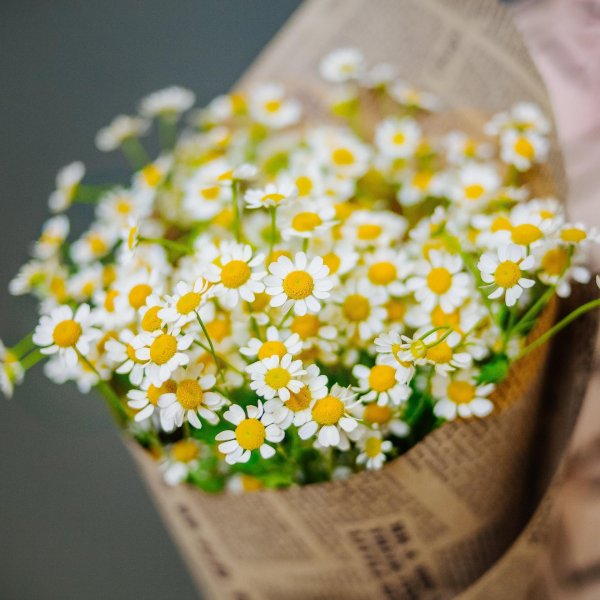 ромашка матрикария