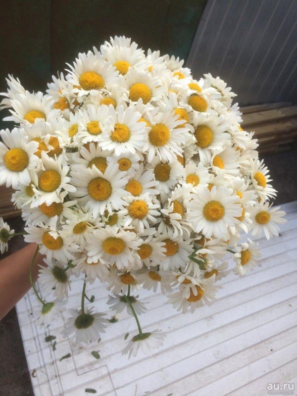 ромашки букет большой