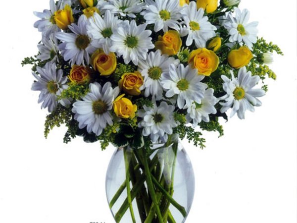 ромашки дейзи флауэр