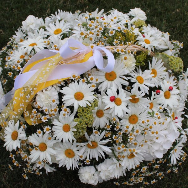 красивая ромашка