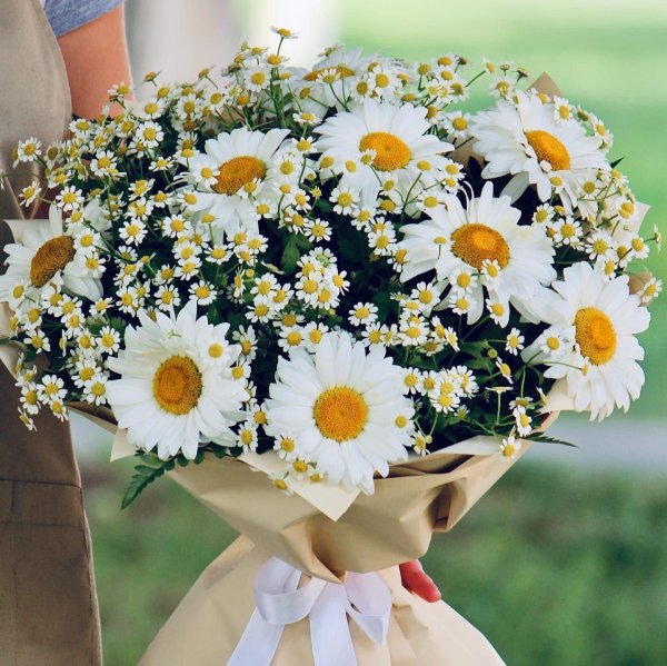 матрикария букет