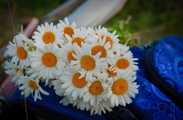 большие ромашки