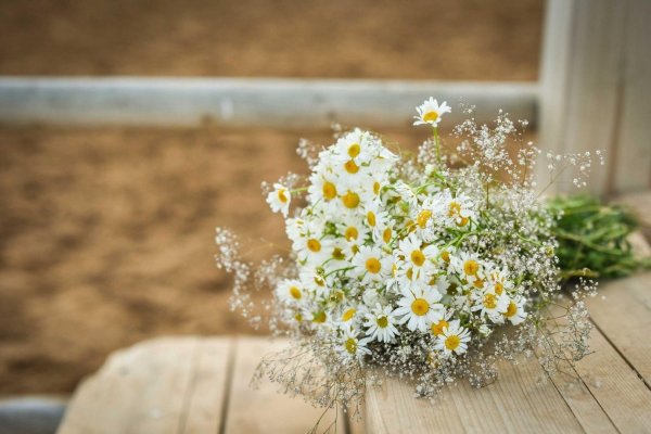 гипсофила ромашковая