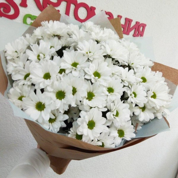 белая хризантема бакарди