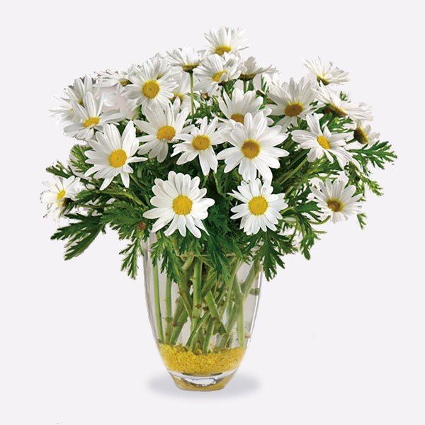 ромашки дейзи флауэр