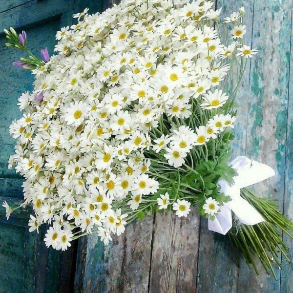 танацетум матрикария