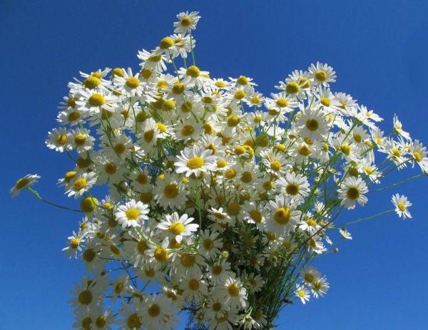 ромашка цветки