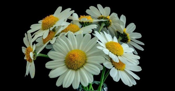 красивые ромашки