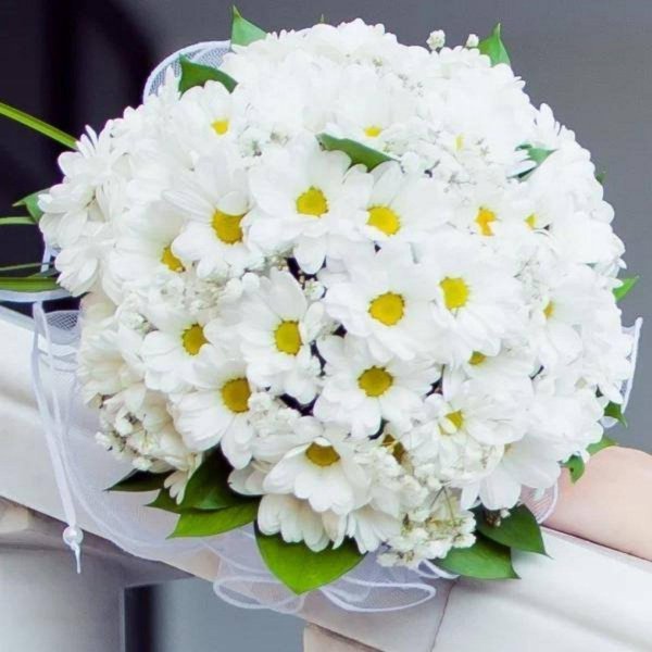 белая хризантема бакарди