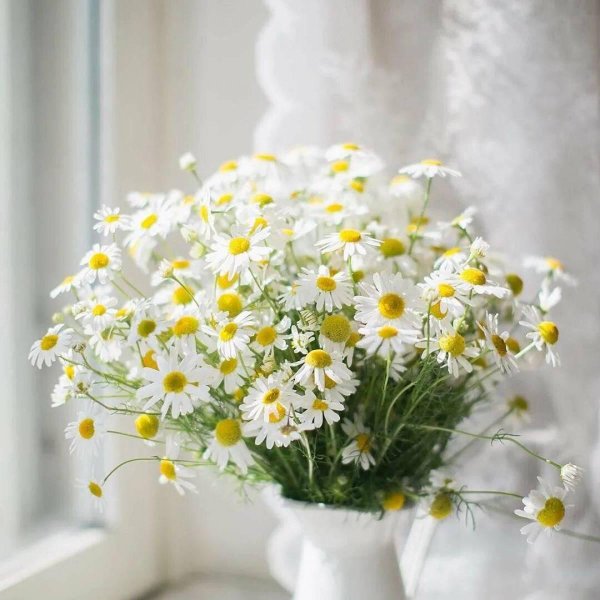 казанская ромашка