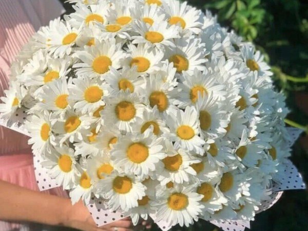 матрикария ромашка