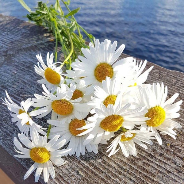 ромашка цветки