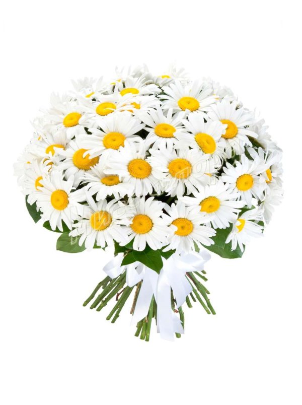 ромашка одноголовая букет