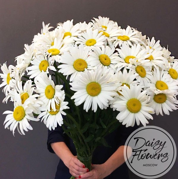 ромашки одноголовые