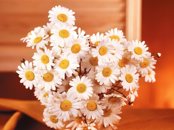 красивая ромашка