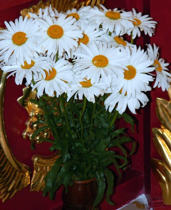 большие ромашки букет