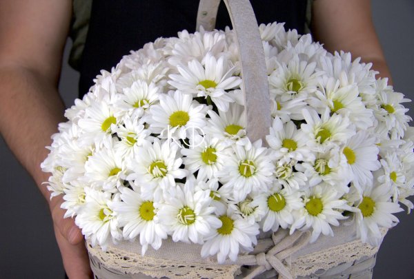 хризантемы белые ромашковые