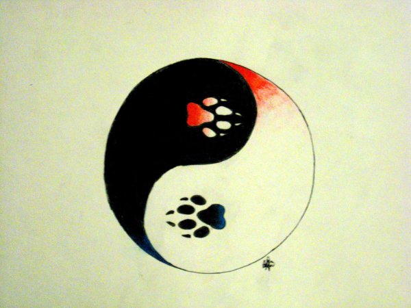 котики инь янь