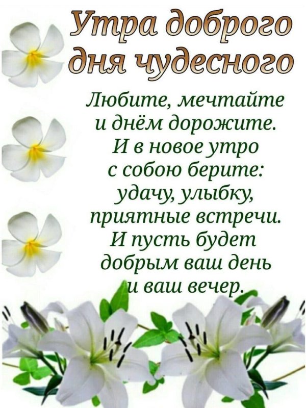 белая лилия