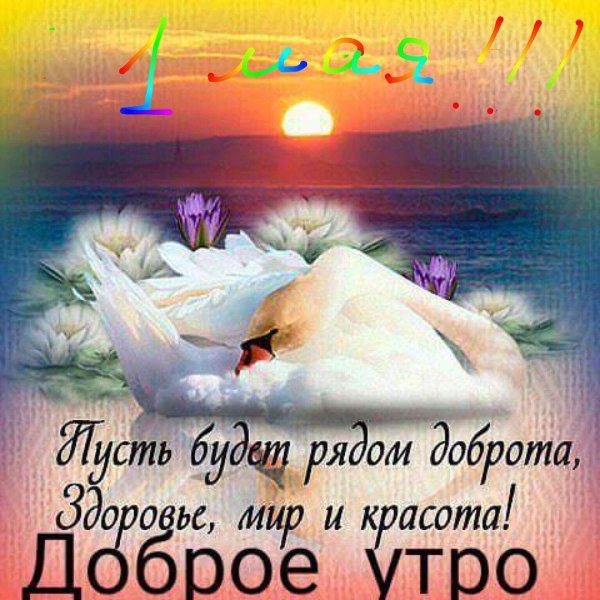 доброе утро лебеди