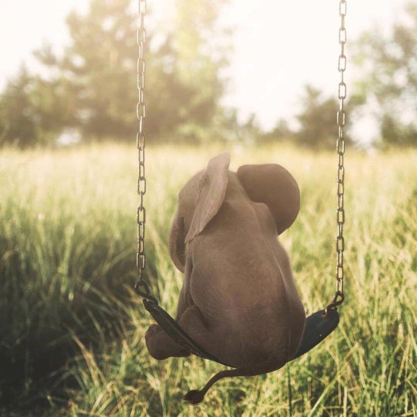 слон слоненок