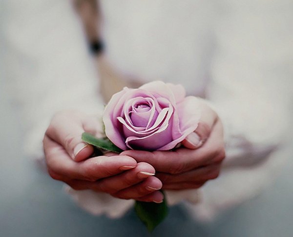 сиреневая роза