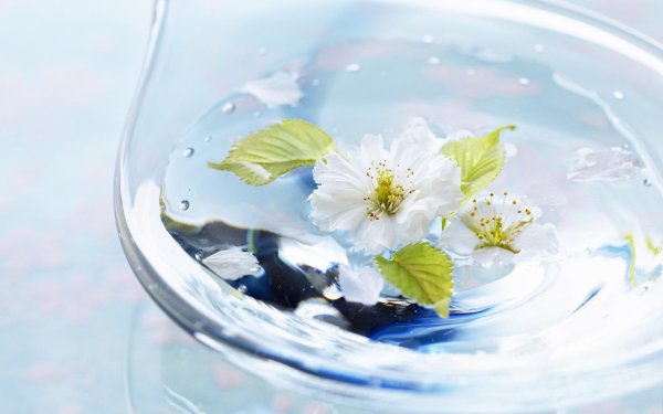 нежные цветы в воде