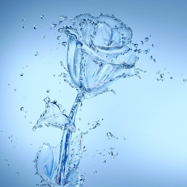 водяная роза