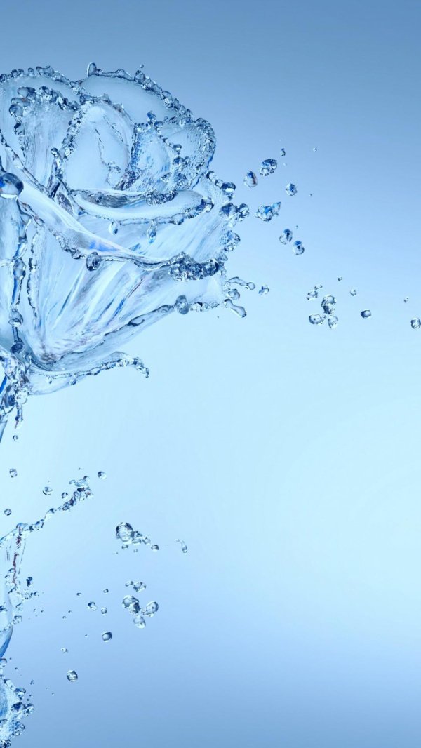 водяная роза